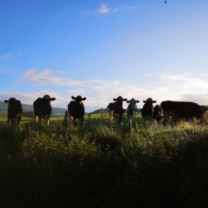 Cows spotted while hiking